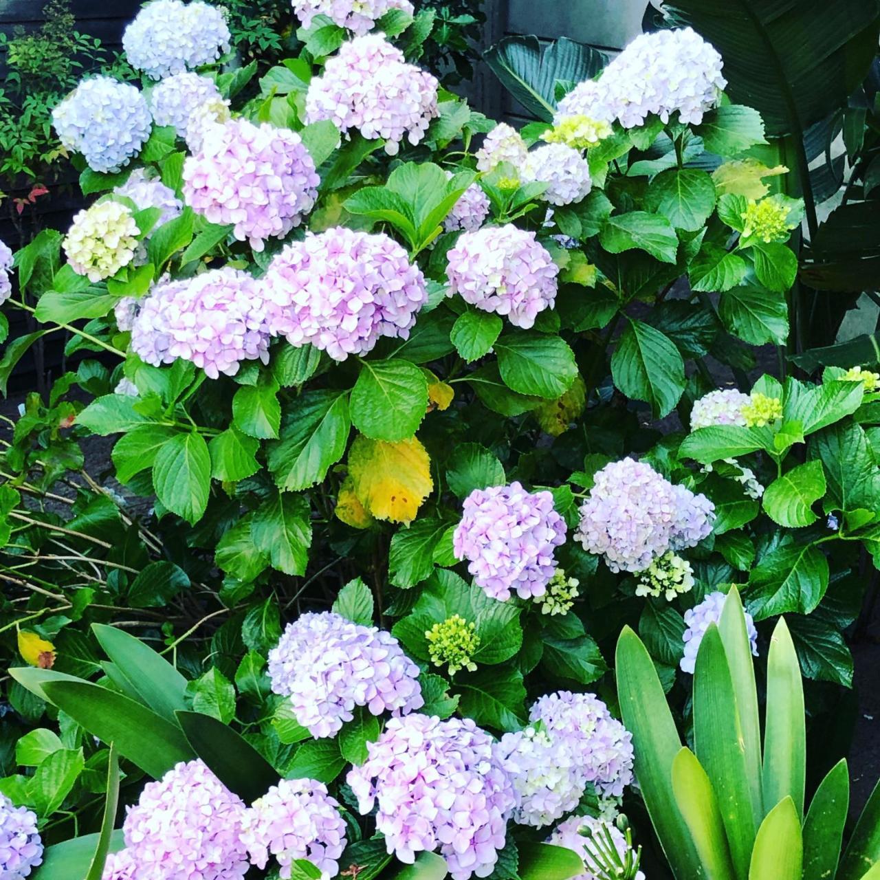 康斯坦提亚Grenadilla (Adults Only)公寓 外观 照片